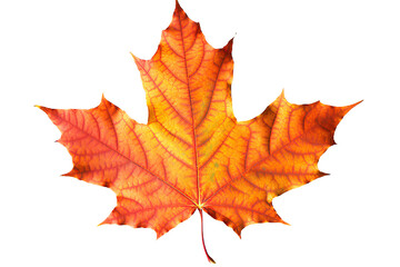 Fototapeta premium Autumn Splendor: Vibrant Maple Leaf Showcasing the Beauty of the Fall Season. on transparent background