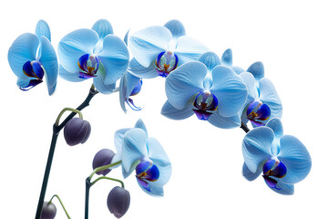 Elegant Orchids Exquisite Beauty of Delicate Flowers Against on transparent background