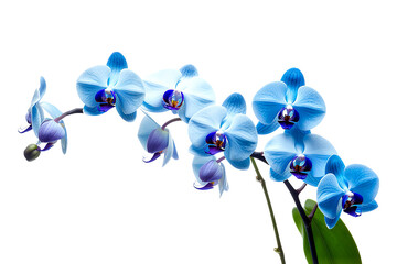 Elegant Orchids Exquisite Beauty of Delicate Flowers Against on transparent background
