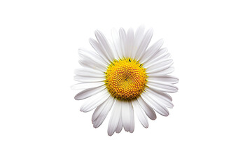Delicate Beauty Isolated Common Daisy Blossom Shining on transparent background