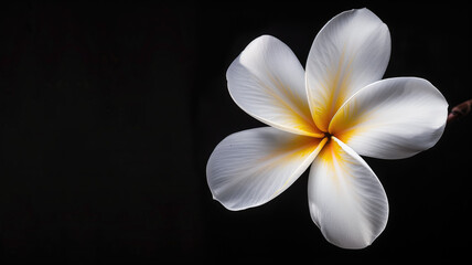 Elegant plumeria flower against a dark background, exquisite details.