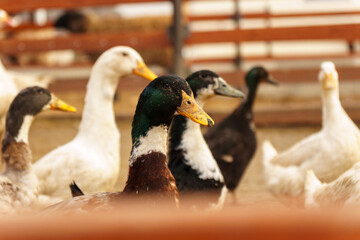 Ducks confidently stand on top of a field blanketed in snow, showcasing their resilience and...