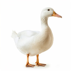 there is a white duck standing on a white surface