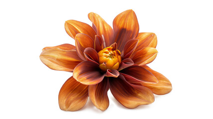 Beautiful Flower with Yellow Center and Brown Petals isolated on a transparent background