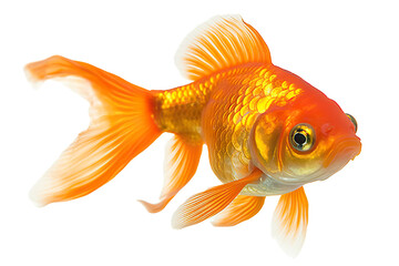 Captivating Beauty Goldfish Isolated on transparent background