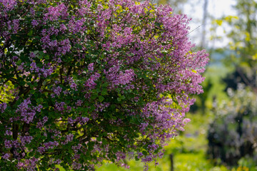 Selective focus of branches of purple flowers in the garden, Common Lilac with green leaves, Syringa vulgaris is a mainstay of the spring landscape in northern and colder climates, Nature background. 