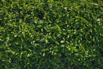 Selective focus of green leaves in spring, Prunus caroliniana in garden with sunlight, Carolina...