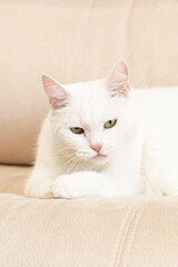 A thoroughbred cat. A white British cat. Portrait. Animal themes. Pets