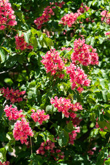 Fototapeta premium flowering red horse chestnut with inflorescences