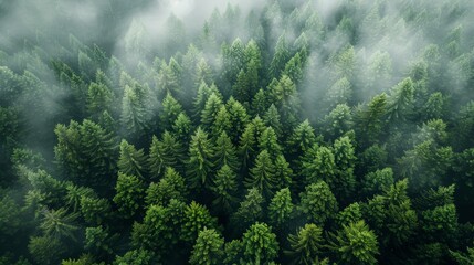 Aerial View of a Lush Forest Enveloped in Misty Serenity