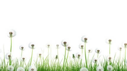 Beautiful Dandelion Grass isolated on a transparent background