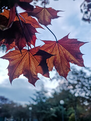 autumn maple leaves