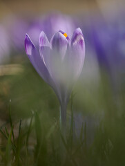 Wild crocuses blooming in the meadow. Tatra National Park. Chocholowska Valley. Poland.