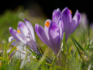 Wild crocuses blooming in the meadow. Tatra National Park. Chocholowska Valley. Poland.