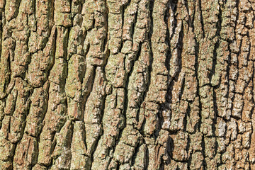 Reddish Brown Tree Bark grooves green lichen Background graphic resource texture