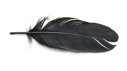 Black feather isolated on a transparent background