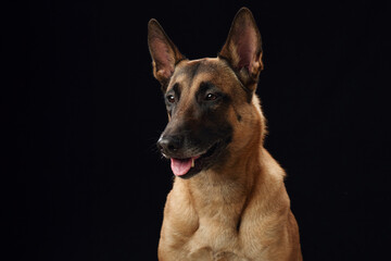Belgian Malinois portrait against a black background. This image showcases the alertness and keen...