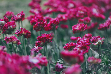 Obraz premium Dutch Tulip of Sort BREST in botanic Flowers Garden. Purple tulip flowers closeup colorful spring blooms nature background flora garden blossoms. 