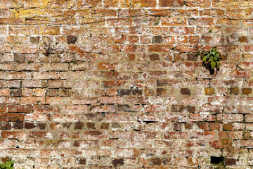 Weathered red brick wall with crumbling mortar ideal for backgrounds or textures
