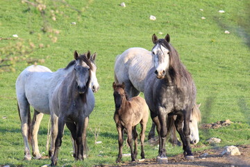 Obraz premium Wildhorse