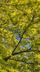 Tree Branches with Yellow Leaves Against Blue Sky and clouds