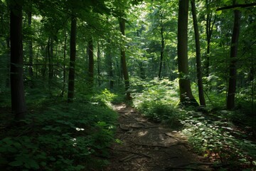 Obraz premium A dirt path meandering through a dense forest with sunlight filtering through the trees, A dense forest with dappled sunlight filtering through the trees onto the path
