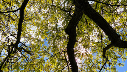 Tree Branches with Yellow Leaves Against Blue Sky and clouds