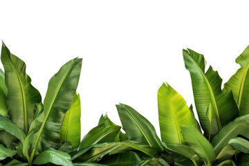 PNG Plant green leaf vegetation