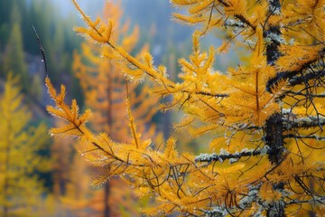 Golden Tamarack Forest in Autumn Landscape - Majestic Yellow Pine Trees among Nature's Seasonal