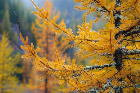 Golden Tamarack Forest in Autumn Landscape - Majestic Yellow Pine Trees among Nature's Seasonal
