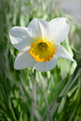 daffodils in the garden