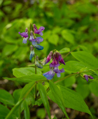 Anemone nemorosa 'Royal Blue' is a cultivar of Wind Anemones with blue flowers