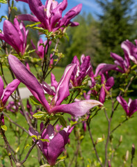 Beautiful blooming Magnolia with large pink flowers and buds in spring garden. Selective focus
