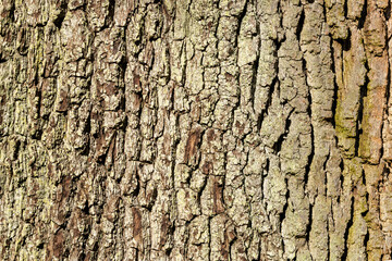 Reddish Brown Tree Bark grooves green lichen Background graphic resource texture
