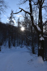 Walde im Schnee bei Obermaubach