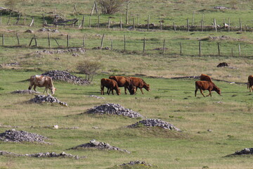 wild cows on filed