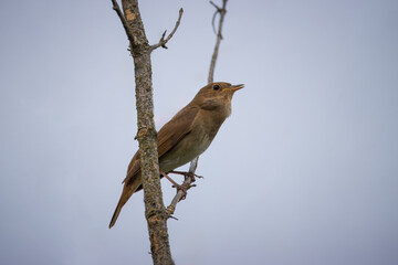 A male thrush nightingale sits on a thin branch without leaves perpendicular to the camera lens on a sunny spring evening. 