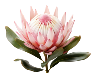 PNG  King protea blossom flower petal