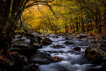 Smoky Mountain Creek