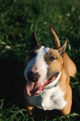 A male miniature Bull Terrier sits on the green grass and looks toward the camera lens on a sunny spring evening.