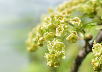 Red currant blossom in close-up in the spring garden