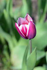 pink tulip flower