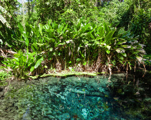 Sacred spring and pond near Bua Tong Sticky Waterfalls in Chiang Mai province, Thailand.