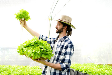 A farmer harvests veggies from a hydroponics garden. organic fresh grown vegetables and farmers...