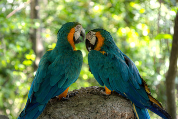 Two blue and gold macaws, from the Ecuadorian coast, in love, grooming - preening each other on a rock on a sunny day, natural wildlife