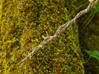 A wire is wrapped around a mossy tree trunk. The wire is twisted and bent, and it is covered in...