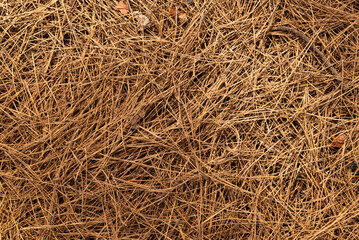 A close up of dry grass with brown and yellow tones. Concept of dryness and decay, as the grass...