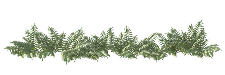 Ferns and shrubs in an isolated