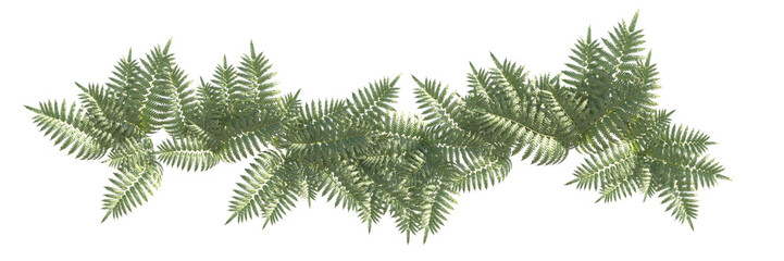 Ferns and shrubs in an isolated