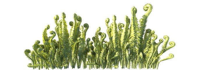 ostrich fern isolated 